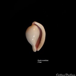 Ovula costellata 37mm