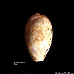 Cypraea caurica 38mm