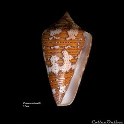 Conus cedonulli 51mm