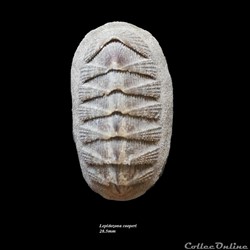 Lepidozona cooperi 28.5mm