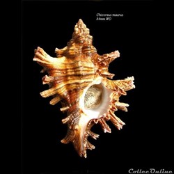 Chicoreus maurus 86mm WO