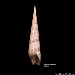 Terebra dimidiata 130mm