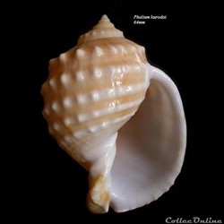 Phalium kurodai 64mm