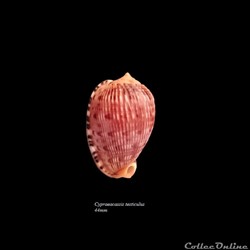 Cypraeacassis testiculus 44mm