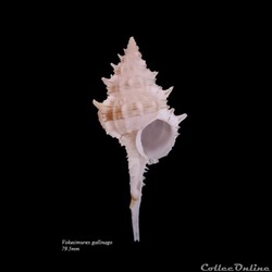 Vokesimurex gallinago 79.5mm