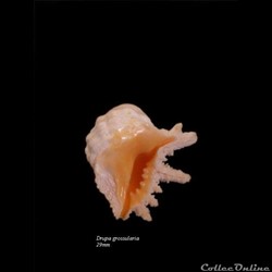 Drupa grossularia 29mm