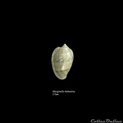Marginella helmatina 27mm