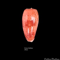 Conus bullatus 59mm
