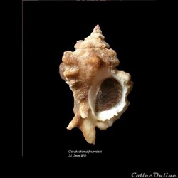 Ceratostoma fournieri 51.5mm