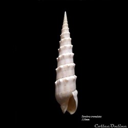 Terebra crenulata 110mm