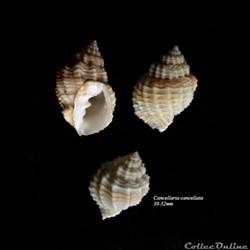 Cancellaria cancellata 30-32mm