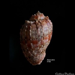 Harpa doris 67mm
