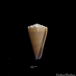Conus moreleti 39.6mm