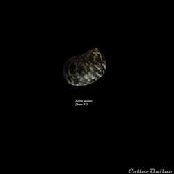 Nerita undata 28mm WO