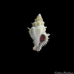 Coralliophila fearnleyi 39mm WO