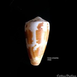 Conus striatellus 42mm