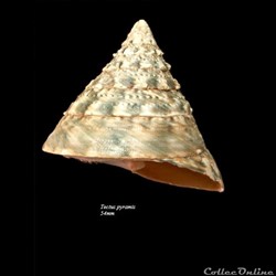 Tectus pyramis 54mm