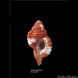 Cymatium bibbeyi 38.8mm WO