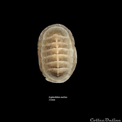 Leptochiton asellus 11mm