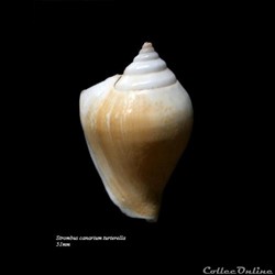 Strombus canarium turterella 51mm
