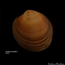 Periglypta magnifica 97mm