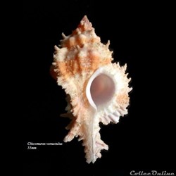 Chicomurex gloriosus 55mm