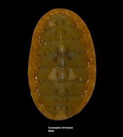 Cyanoplax berryana 8mm