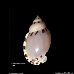 Casmaria ponderosa 53mm