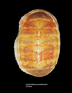 Lepidochitona pseudoliozonis 22.4mm