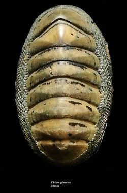 Chiton glaucus 30.1mm