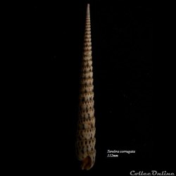 Terebra corrugata 112mm