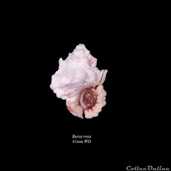 Bursa rosa 41mm WO