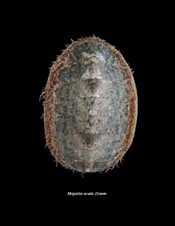 Mopalia acuta 21mm