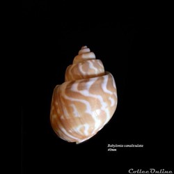 Babylonia canaliculata 40mm