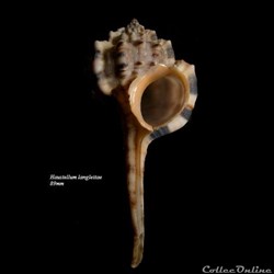 Haustellum langleitae 89mm
