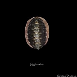 Onithochiton neglectus 21.5mm