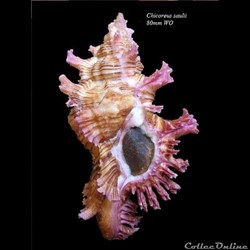 Chicoreus saulii 80mm WO