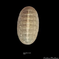 Ischnochiton verconis 49mm