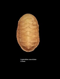 Leptochiton cancellatus 6.9mm