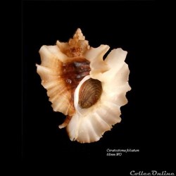 Ceratostoma foliatum 68mm WO