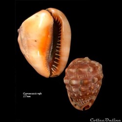 Cypraeacassis rufa 117mm