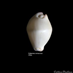 Calpurnus verruscosus 30mm