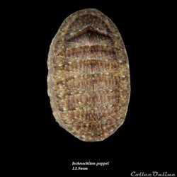 Ischnochiton poppei 13.9mm