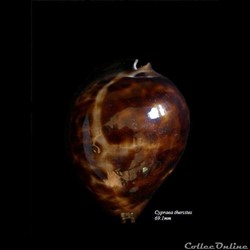 Cypraea thersites 69.1mm