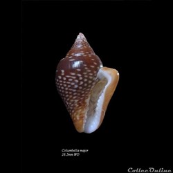 Columbella major 28.5mm WO