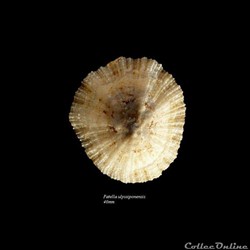 Patella ulyssiponensis 46mm