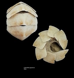 Leptochiton japonicus 9.4mm