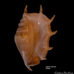 Lambis truncata 290mm