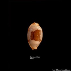 Cypraea stolida 30mm