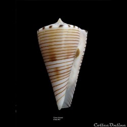 Conus hirasei 47mm WO